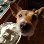 Close-up of a dog looking up at a bowl of white food, ready for Taco Tuesday for Dogs.