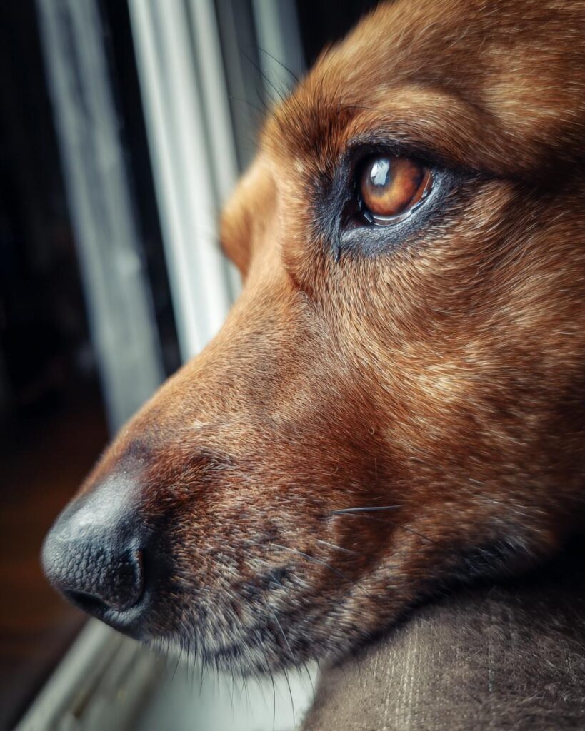 Close-up of a dog looking out the window, perhaps dreaming of Carrot & Zucchini Fritters.