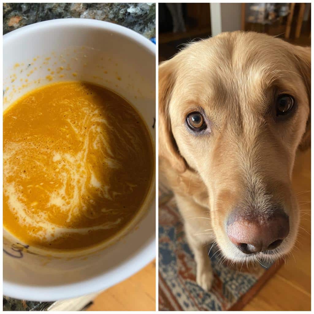 A dog looks hopefully at a bowl of Tuna Sweet Potato Nuggets recipe ingredients.