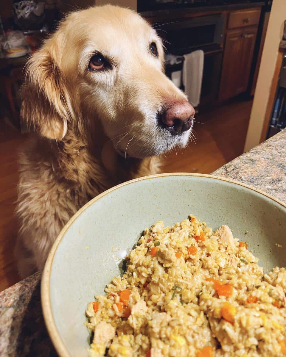 Golden retriever looking longingly at a bowl of Turkey & Oats Balanced Dog Recipe.