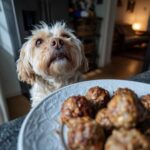 A cute dog gazes longingly at a plate of Turkey & Quinoa Meatballs, a tasty recipe for dogs.