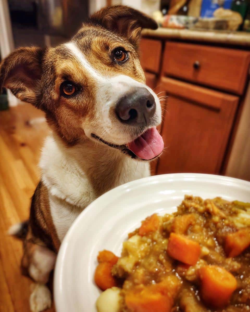 A dog eagerly anticipates its All-Time Favorite Turkey & Veggie Dog Meal in a white bowl.