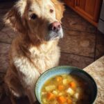 Golden retriever looking at a bowl of soup. Not Frozen Strawberry Yogurt Pops.
