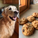 Golden Retriever looking eagerly at freshly baked Duck & Oat Biscuits. Homemade dog treats.