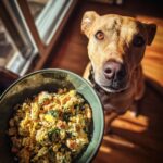 A dog looks longingly at a bowl of Best Egg & Spinach Dog Food Recipe.
