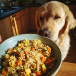 Golden Retriever dog looking longingly at a bowl of Egg & Veggie Dog Food Recipe.