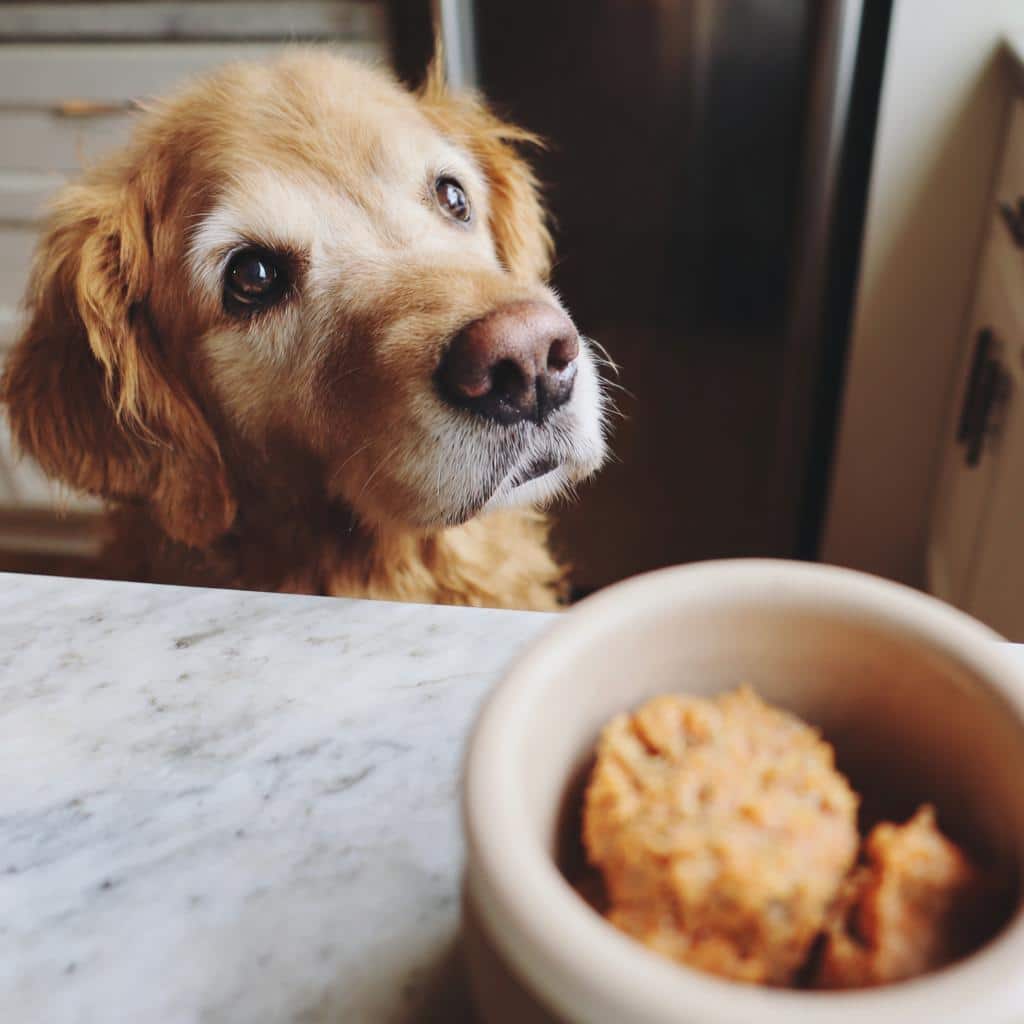 Golden retriever looking longingly at a bowl of Salmon & Oats Dog Food. Focus on the dog's face and the food.
