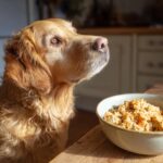 Golden Retriever dog looking expectantly at a bowl of Fan-Favorite Salmon & Oats Dog Recipe.