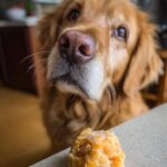 Golden Retriever looking at a ball of Salmon & Pumpkin Dog Food. Focus on the dog food.