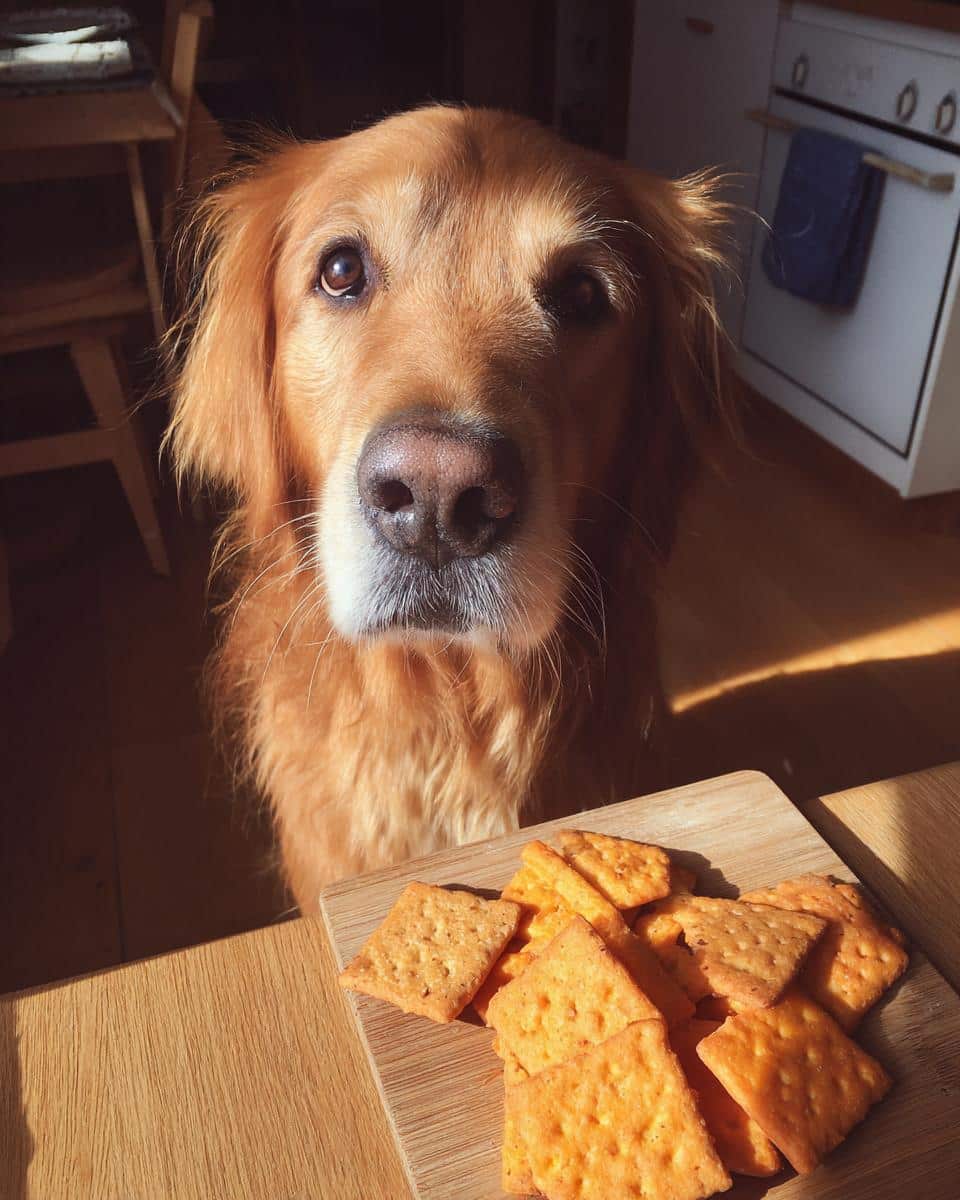 Golden Retriever looking longingly at a pile of Frozen Strawberry Yogurt Pops, dog treats.