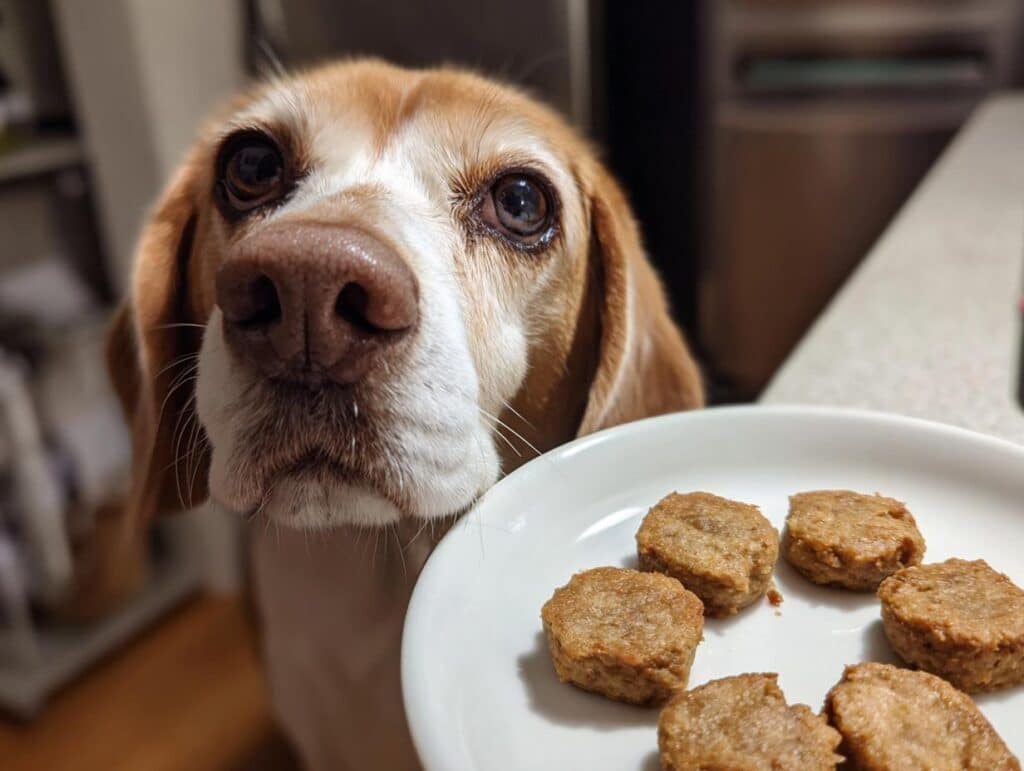 A cute beagle looks longingly at a plate of Green Bean & Chicken Patties, a delicious recipe for dogs.