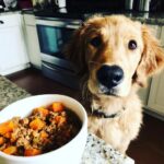 Golden retriever puppy looking at a bowl of Ground Turkey & Sweet Potato Puppy Dog Meal.