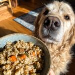 Golden retriever dog looking at a bowl of Ground Turkey & Veggie Dog Food.