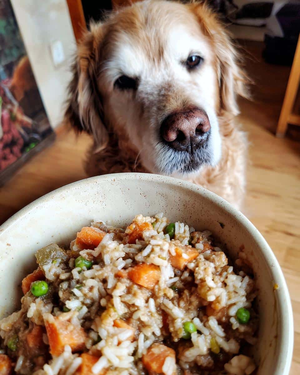 Golden retriever dog looking at a bowl of Ground Turkey & Veggie Dog Food.