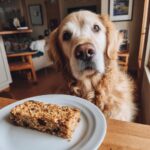 Golden Retriever staring at a slice of Lamb & Oat Loaf – Recipe for Dogs on a white plate.