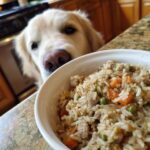 Golden retriever looking longingly at a bowl of Lamb & Rice Large Dog Recipe.