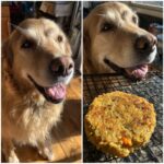 Golden Retriever dog looking at a Lentil & Veggie Patties cooling on a rack, ready to eat.