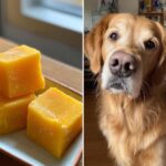 Mango Frozen Smoothie Cubes next to a golden retriever, a tasty treat for dogs.