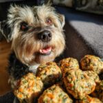 A small dog looks eagerly at a plate of Mini Turkey Meatballs for Small Dogs.