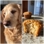 Dog looking at partially eaten Oatmeal Apple Cinnamon Muffins for Dogs on a counter.