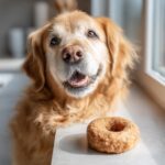 A golden retriever looks longingly at a Peanut Butter Apple Donut. Recipe for Dogs.