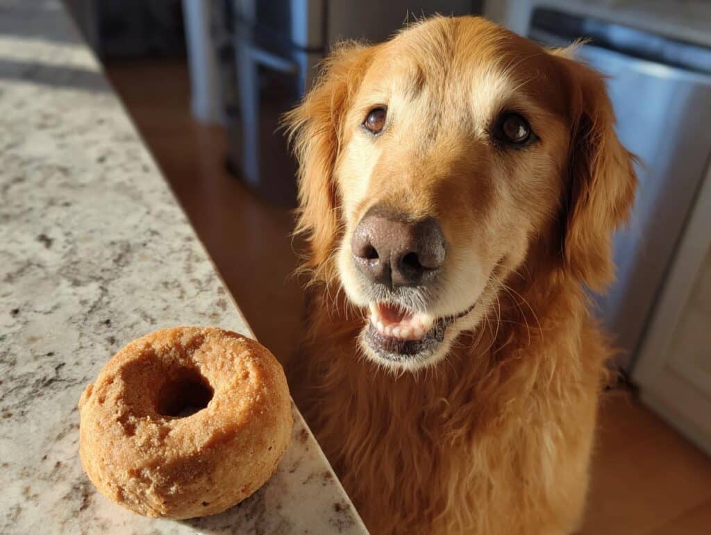 Golden Retriever dog looking at a Peanut Butter Apple Donut. Recipe for Dogs.
