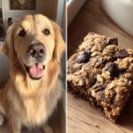 Happy golden retriever dog next to a Peanut Butter & Carob Cookie. A tasty treat!