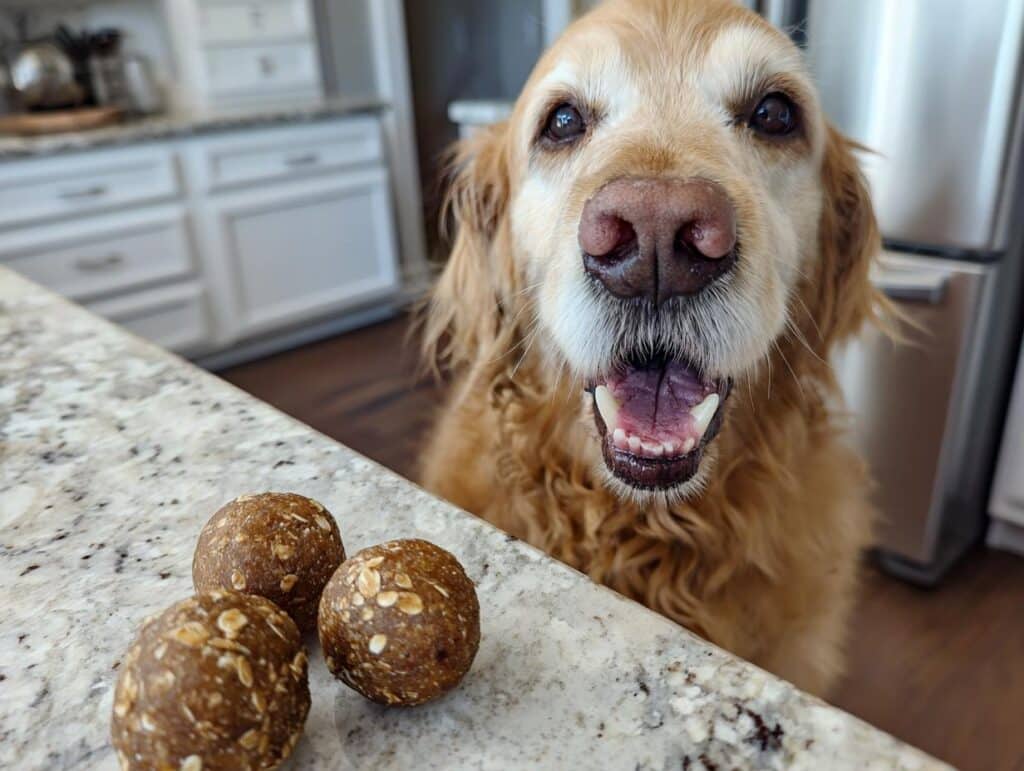 Golden retriever eagerly awaits Pumpkin Peanut Butter Energy Balls. Homemade dog treat recipe.