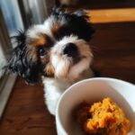 Small dog looking expectantly at a bowl of Pumpkin & Turkey Small Dog Recipe.