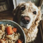 A golden puppy dog looks eagerly at a bowl of Chicken Liver & Veggies Puppy Dog Recipe.
