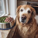 Golden Retriever dog looking at a bowl of Raw Beef & Green Beans Dog Food by a window.