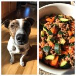 Dog looking at camera next to a bowl of Raw Beef & Zucchini Dog Food Recipe with carrots and zucchini.