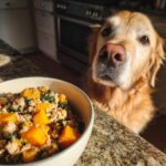 Golden Retriever looking longingly at a bowl of Raw Chicken & Pumpkin Dog Food on a kitchen counter.