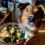 Dog looking at a bowl of Raw Salmon & Broccoli Dog Food. Healthy meal for your pet.