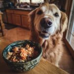 Golden Retriever looking at a bowl of Raw Salmon & Egg Dog Food Bowl, ready to eat.