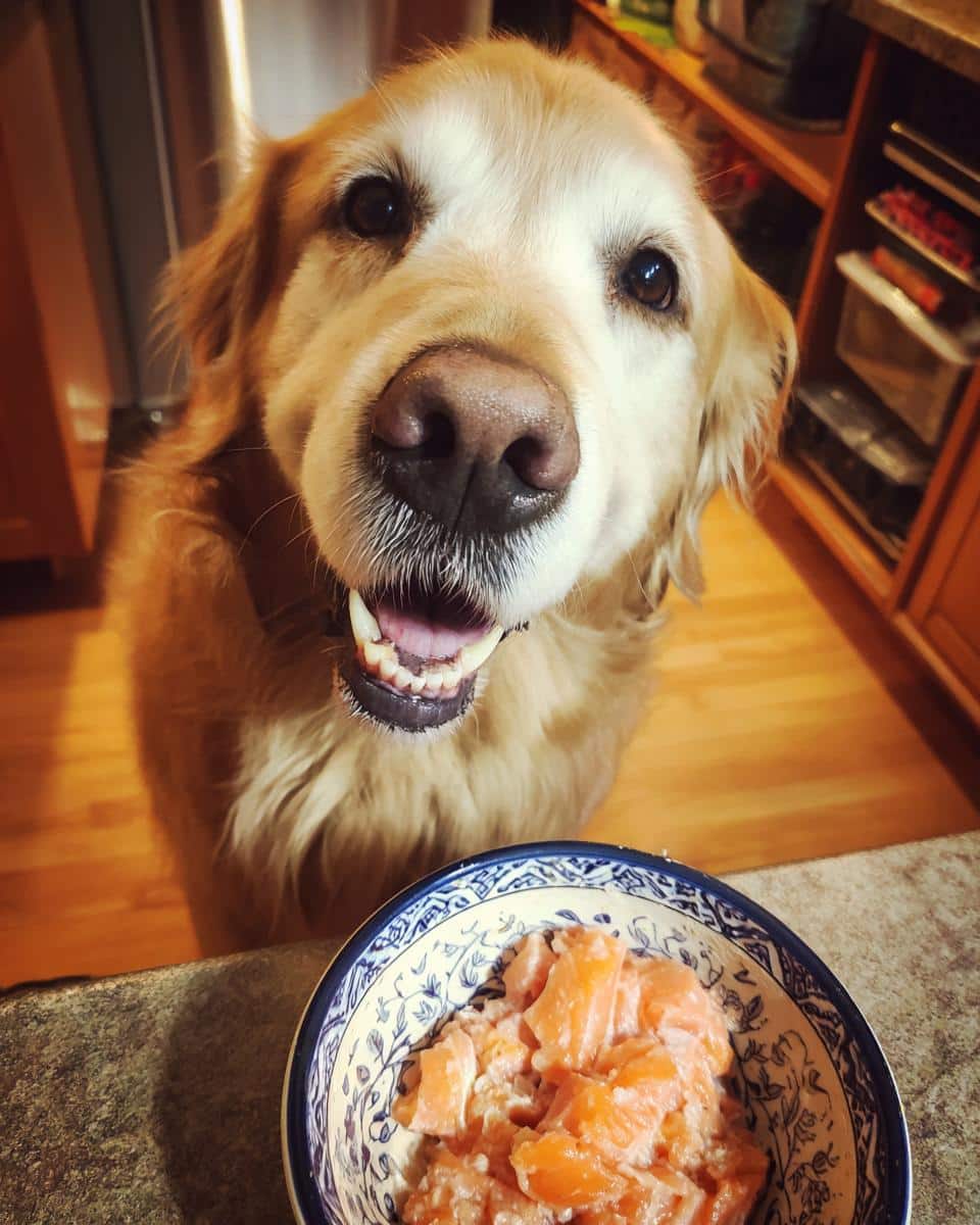 Golden Retriever eagerly awaits a Raw Salmon & Egg Dog Food Bowl. Focus on the dog and the bowl of food.