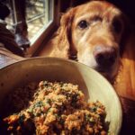 A golden retriever looks longingly at a bowl of Raw Turkey & Spinach Dog Meal.