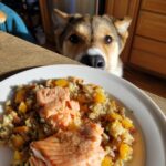 A dog looks longingly at a plate of Salmon & Pumpkin Puppy Dog Food. Tasty treat!
