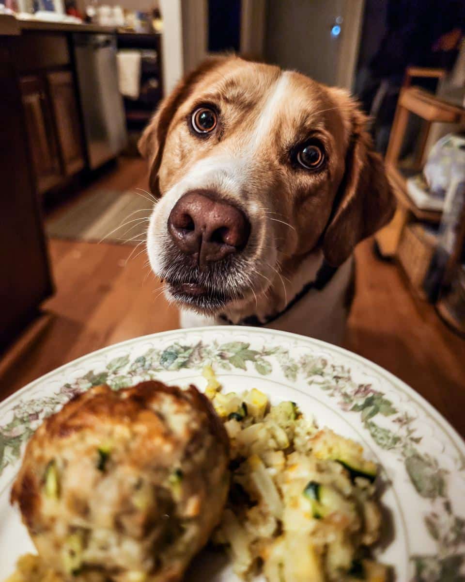 A dog looks longingly at a plate of Salmon & Zucchini Dog Meal.