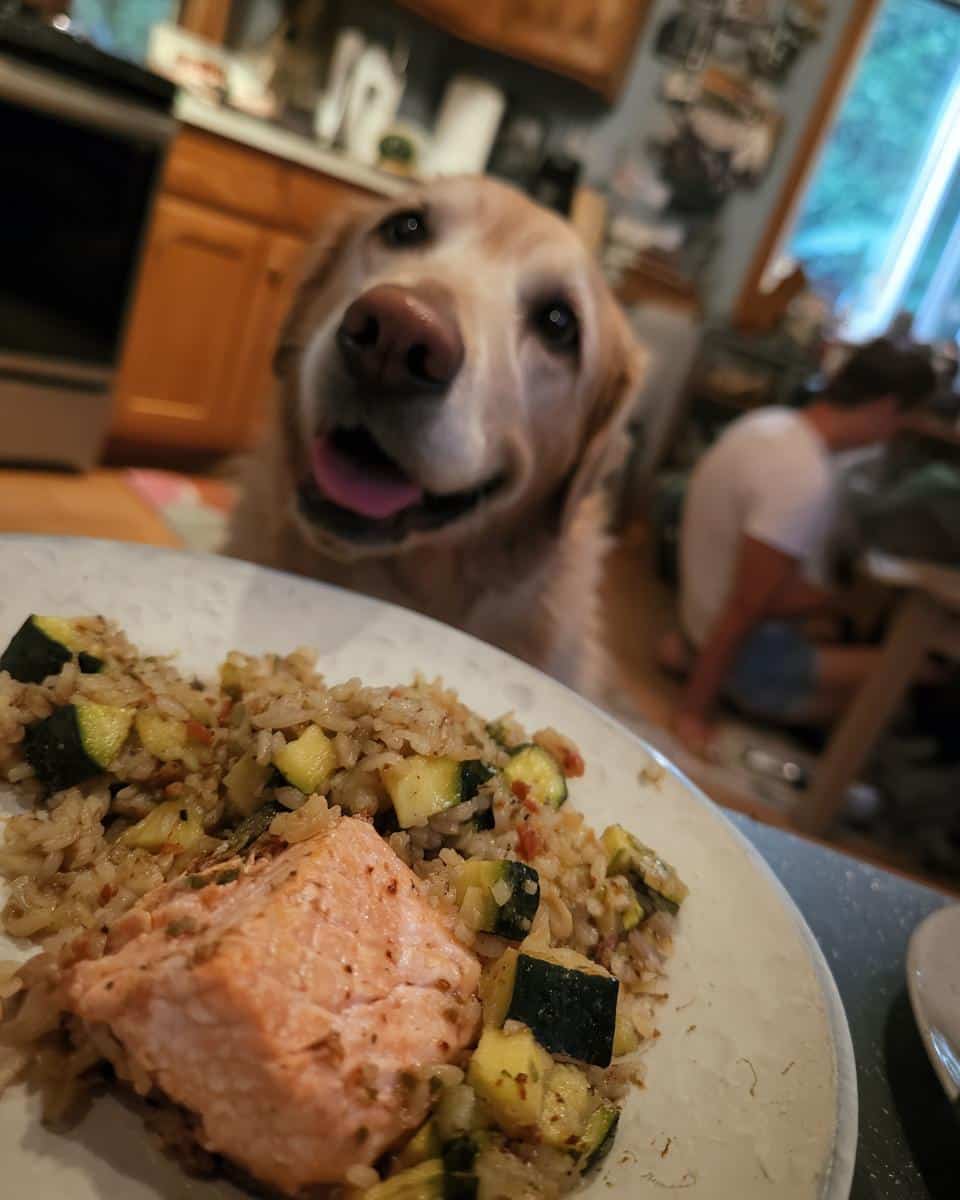 Golden retriever eagerly awaits a plate of Salmon & Zucchini Dog Meal. Healthy homemade dog food.