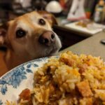 A dog looks longingly at a plate of Salmon & Zucchini Dog Meal, ready to eat.