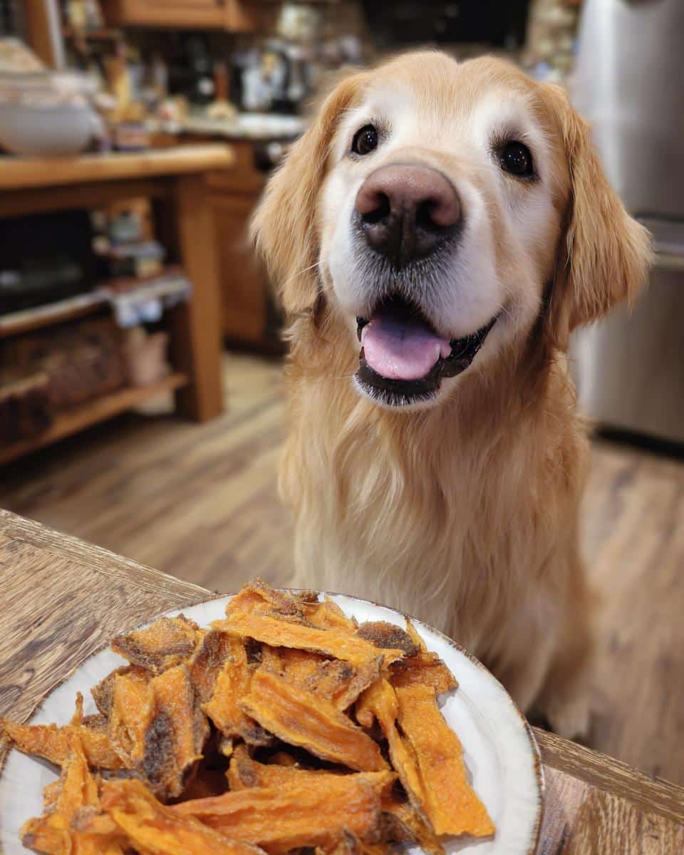 Golden retriever looking at a plate of Sweet Potato Chews – Recipe for Dogs.