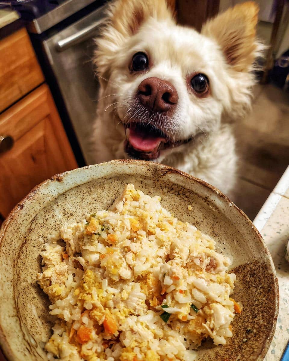A happy small dog looks eagerly at a bowl of Sweet Potato & Chicken Small Dog Meal.