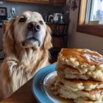Golden Retriever looking longingly at a stack of Sweet Potato Oat Pancakes – Recipe for Dogs.