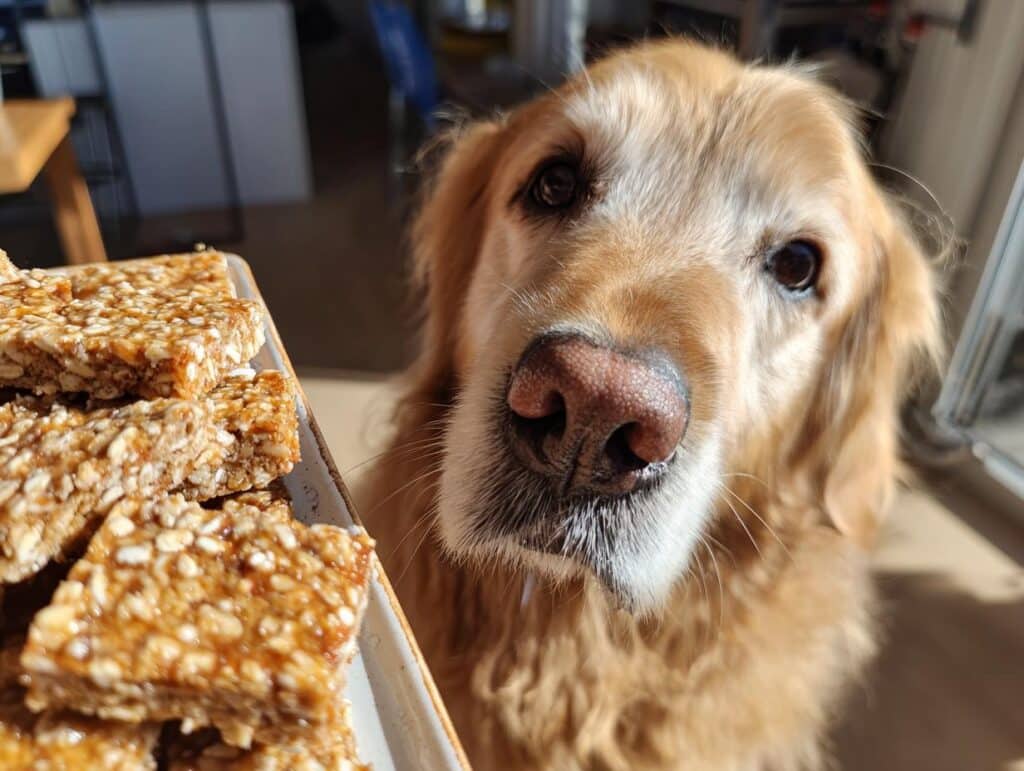 A golden retriever looks longingly at a plate of Tuna & Oat Squares, a delicious treat for dogs.