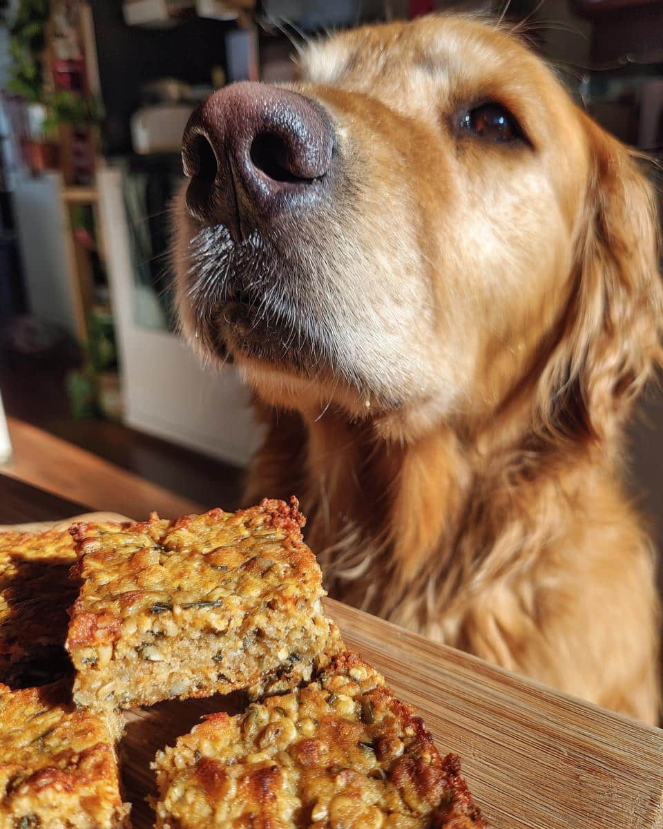 Golden Retriever dog looking at Tuna & Oat Squares. Homemade dog treat recipe.