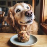 Golden Retriever looking longingly at a Turkey & Cranberry Meatball on a small plate.