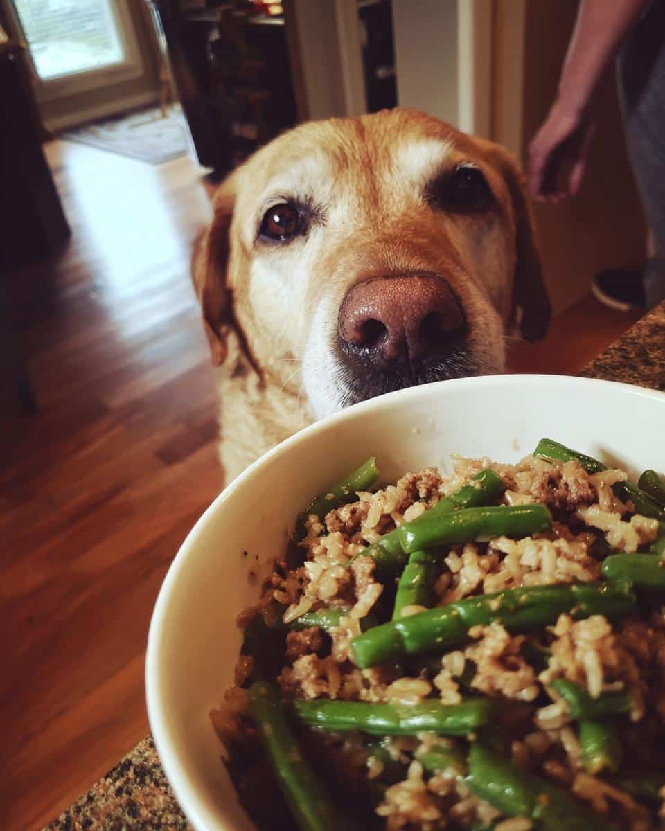 Golden Labrador looking longingly at a bowl of Turkey & Green Beans Large Dog Recipe.