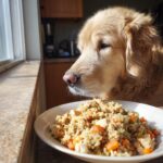 Golden Retriever dog looking at a bowl of Turkey & Oats Balanced Dog Recipe.