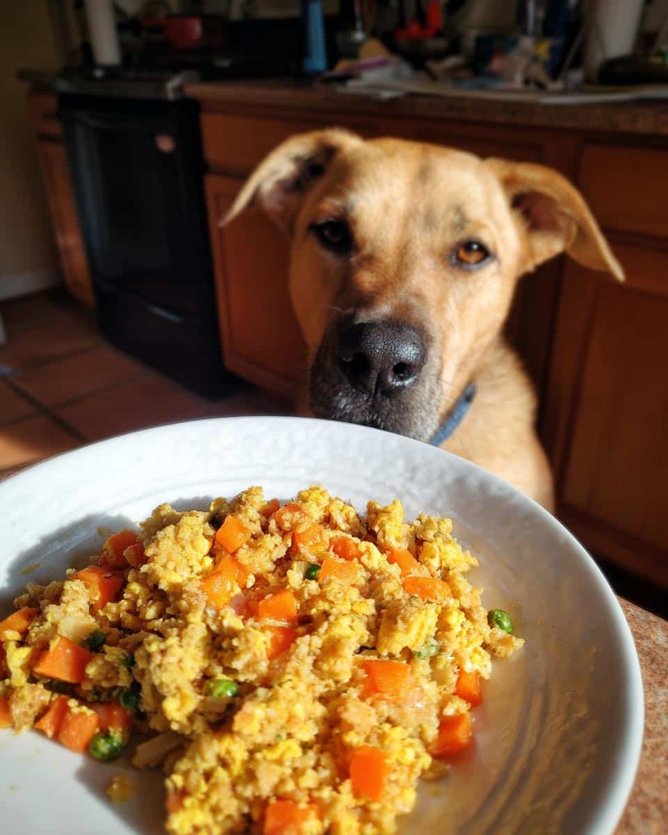 A dog gazes at a plate of Turkey & Veggie Dog Meal. Carrots and peas are visible in the meal.